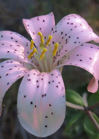 Lilium washingtonianum